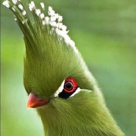 Meet your Posher, Laurie - Picture 1 of 1